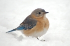 Eastern bluebird in snow, Fairfax VA